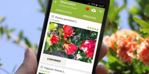 App-zur-Erkennung-von-Pflanzen