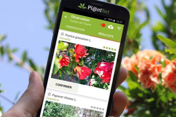 aplicativo-para-identificar-plantas